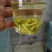 特级乌牛早茶