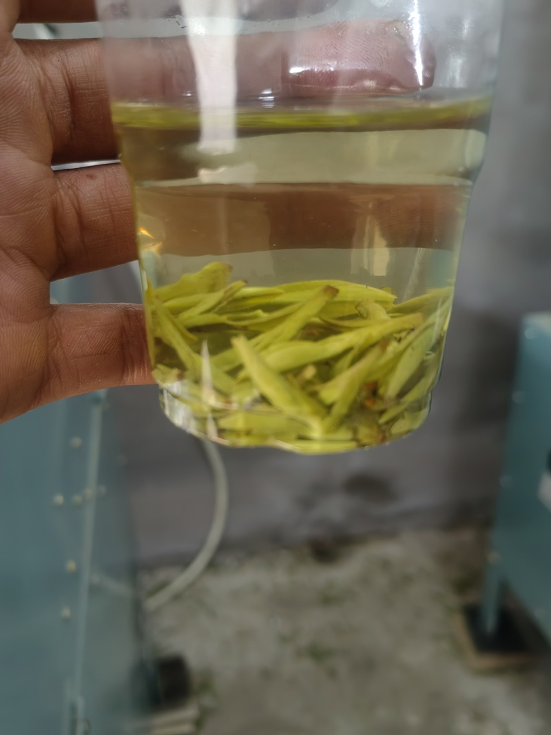 特级乌牛早茶