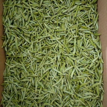 特级乌牛早茶