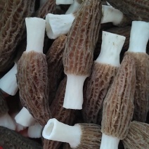 羊肚菌