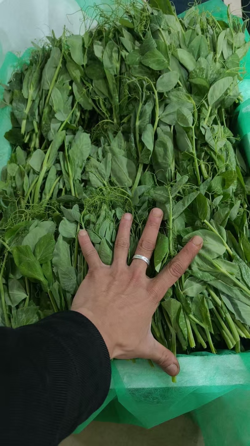 千亩豌豆苗上市