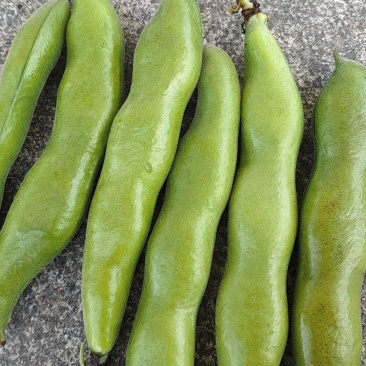 福建福鼎蚕豆大量有货