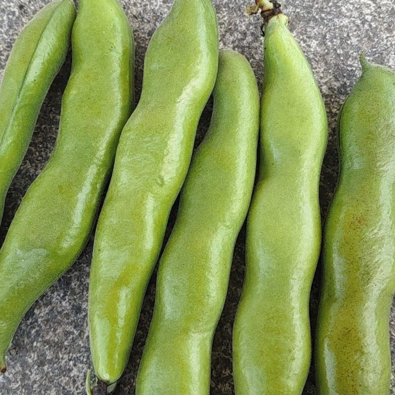 福建福鼎蚕豆大量有货