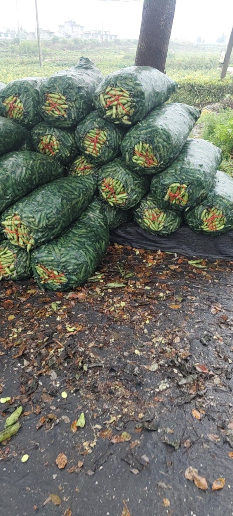 福建福鼎蚕豆大量有货