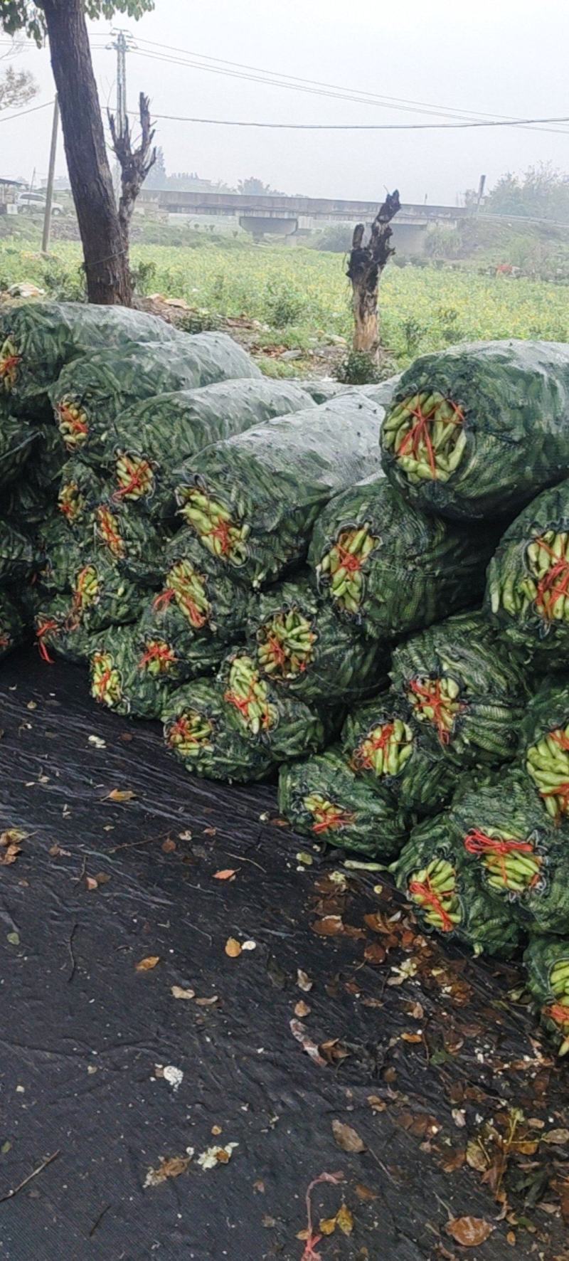 福建福鼎蚕豆大量有货