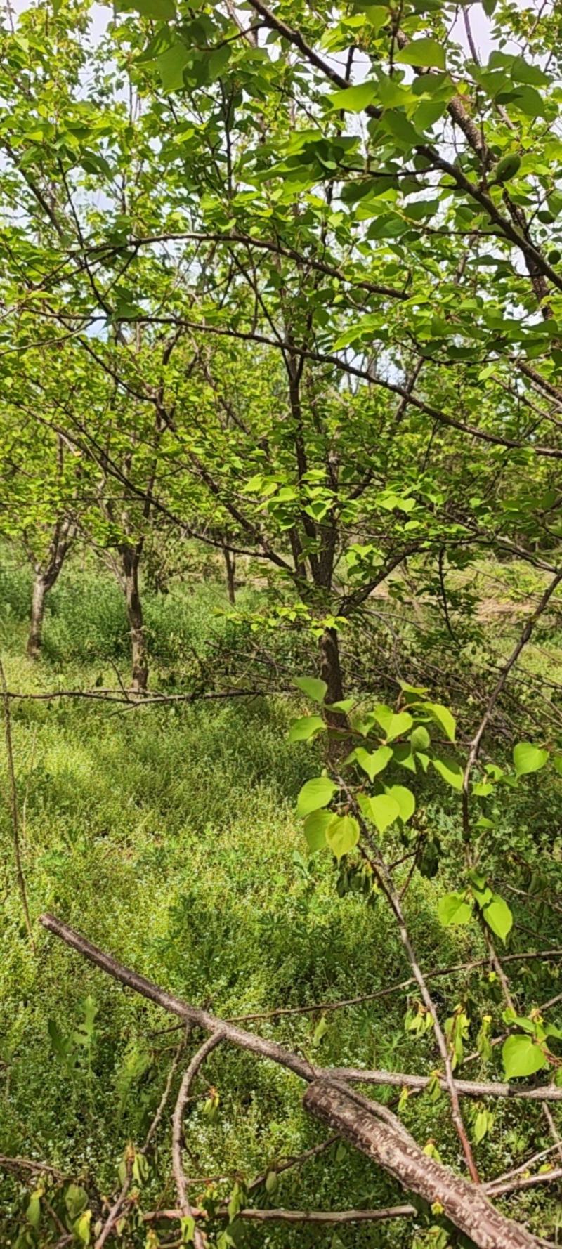 杏树，冠幅好，货源真实，产地直销发货。