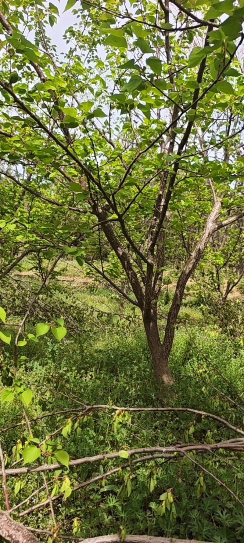 杏树，冠幅好，货源真实，产地直销发货。