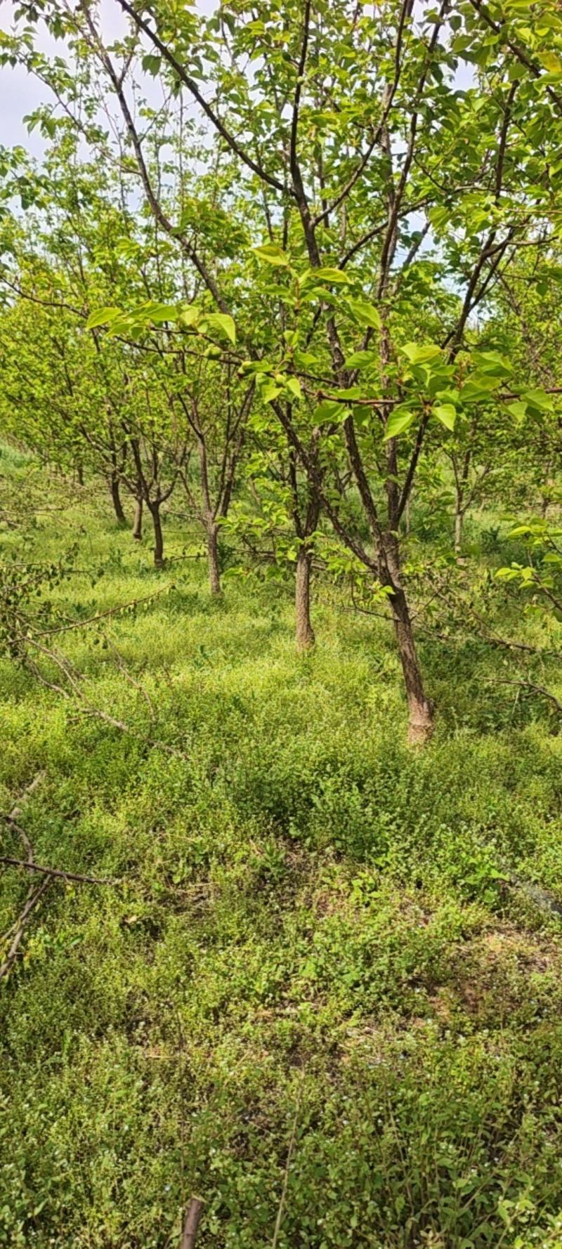 杏树，冠幅好，货源真实，产地直销发货。