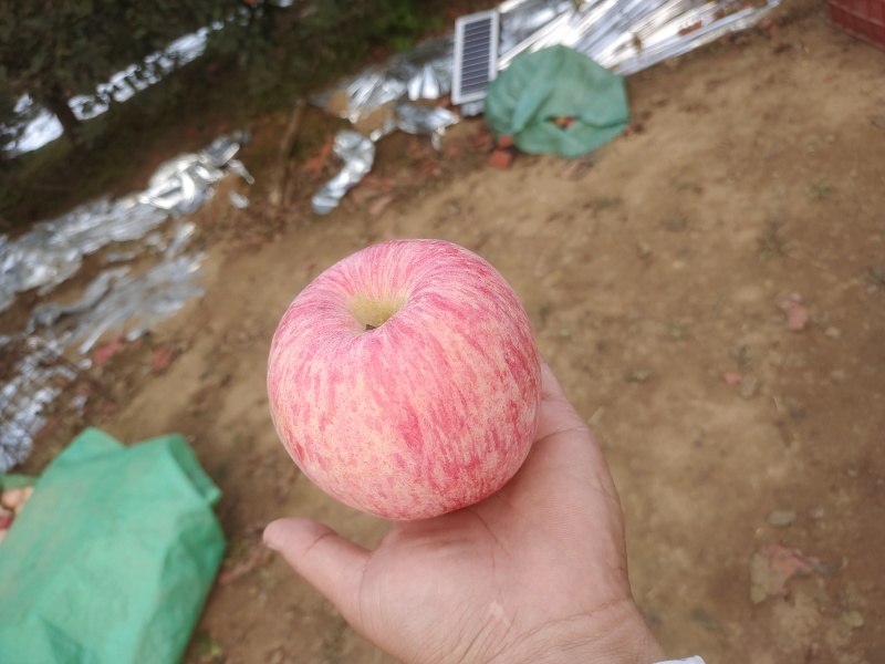 荣成苹果