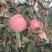 荣成苹果