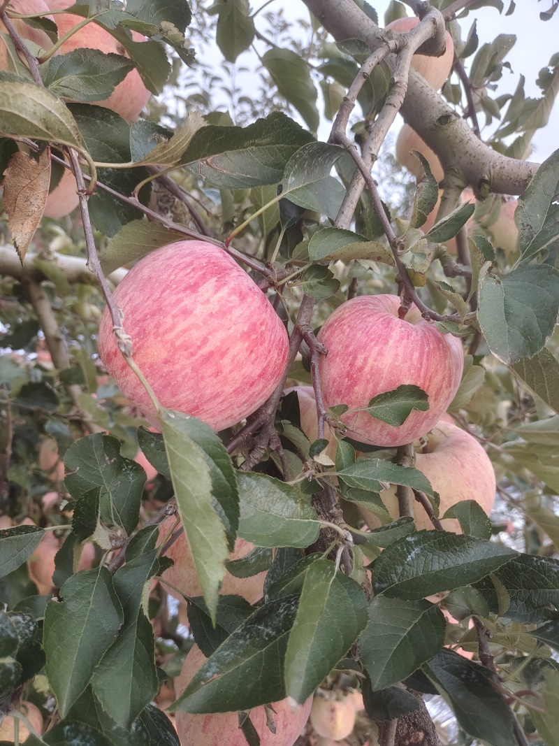 荣成苹果
