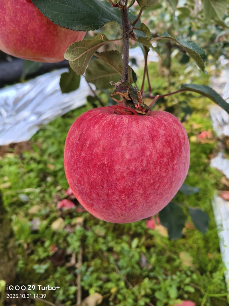 荣成苹果