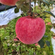 荣成苹果