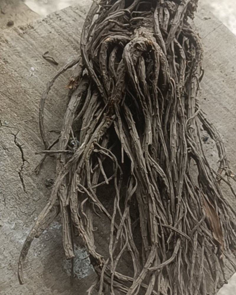 甘肃省陇南市羌活