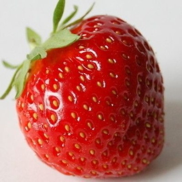 草莓