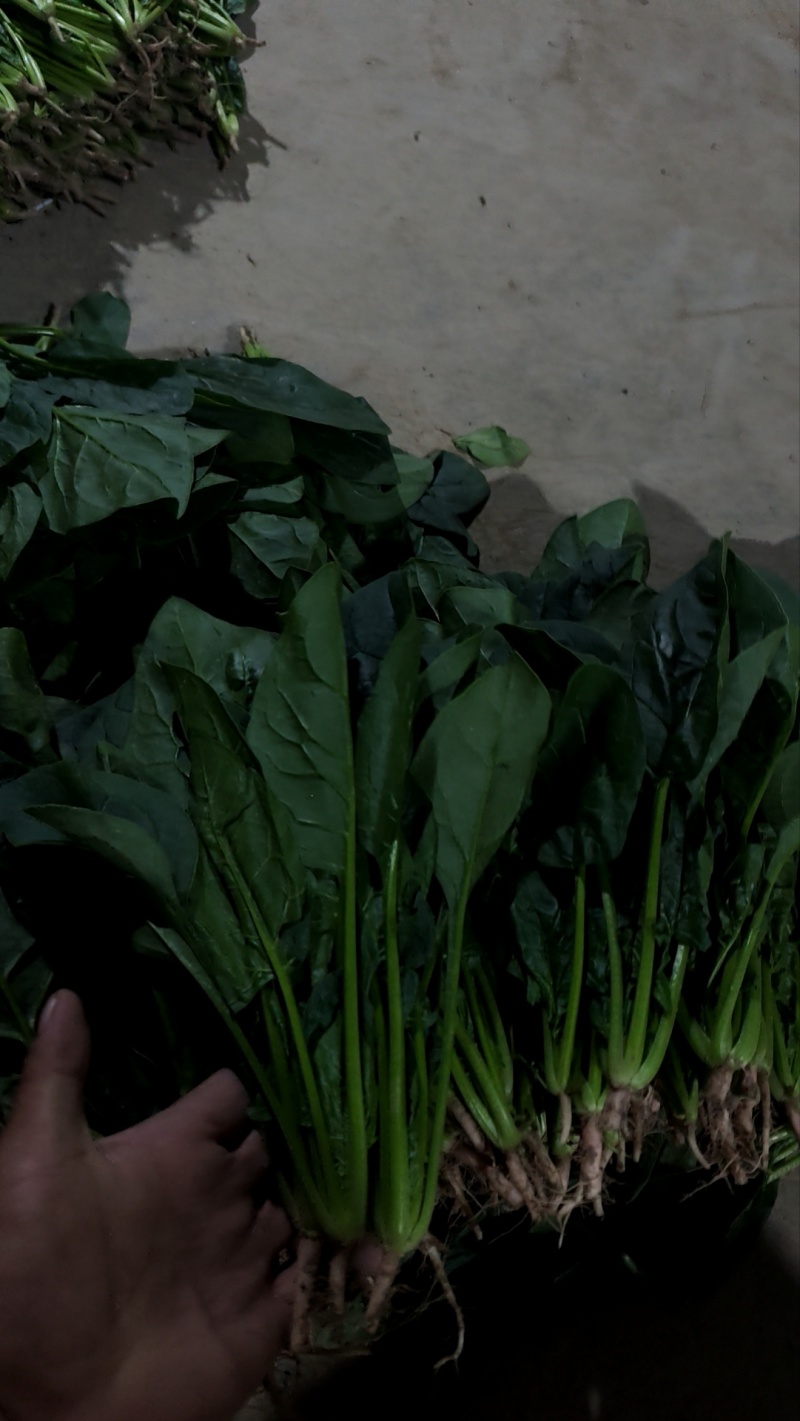 高原精品优质圆叶菠菜长期供应，产地直销，一手货源