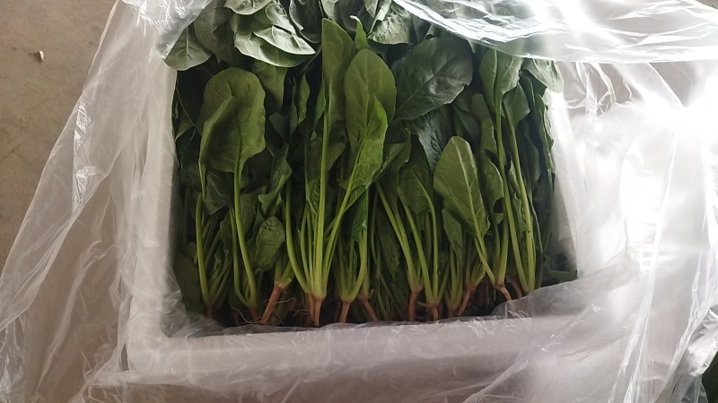 高原精品优质圆叶菠菜长期供应，产地直销，一手货源