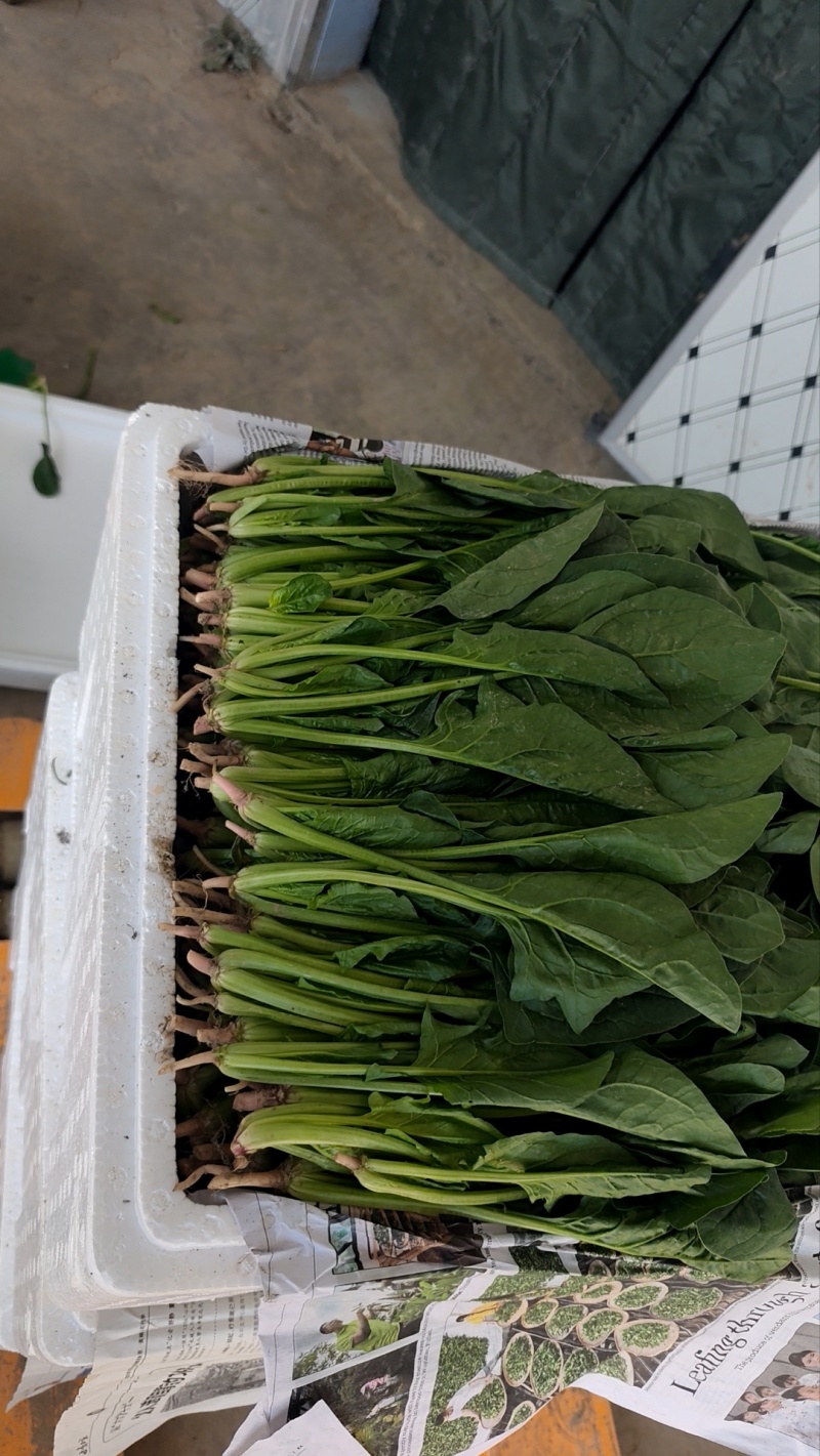 高原精品优质圆叶菠菜长期供应，产地直销，一手货源