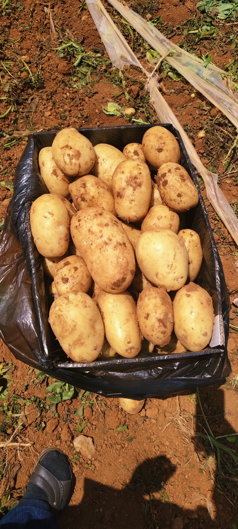 精品黄心土豆（沃土、实验一、大丰十和V7）质优价廉