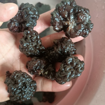 核桃菌猴脑菌自产自销、黑猴头菇无根猴脑菇一级品产地直供
