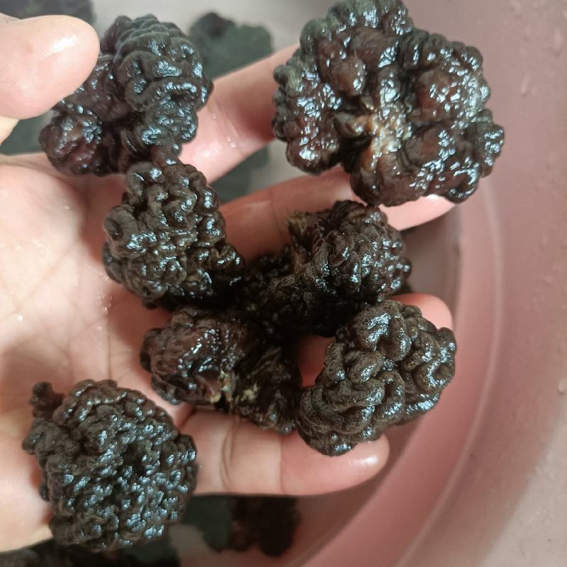 核桃菌猴脑菌自产自销、黑猴头菇无根猴脑菇一级品产地直供