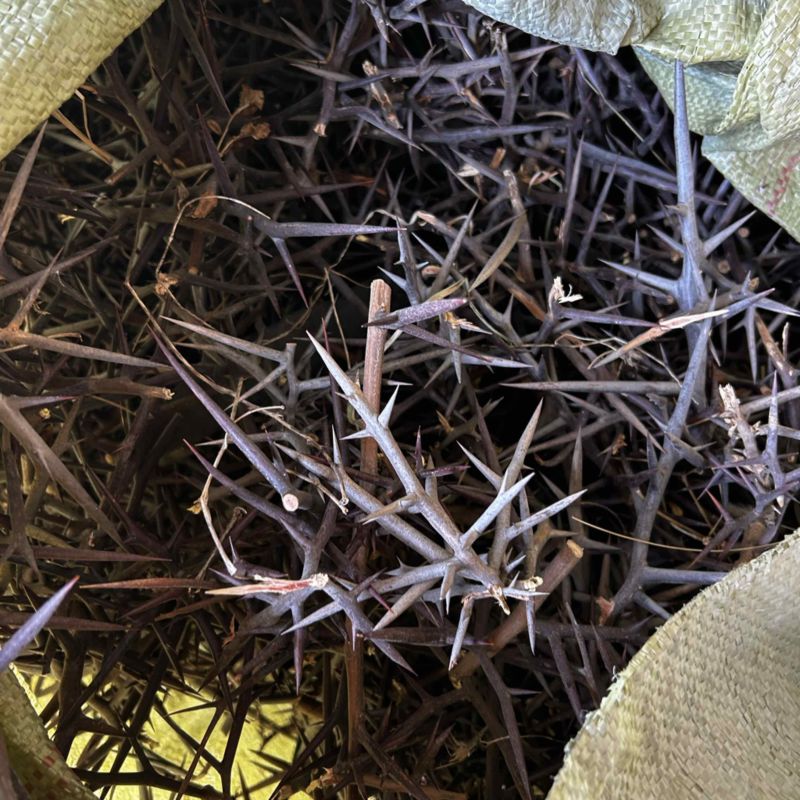 沂蒙山皂角刺原刺切段天丁