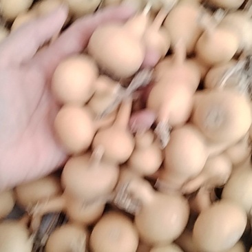 独把葫芦量大价格美丽