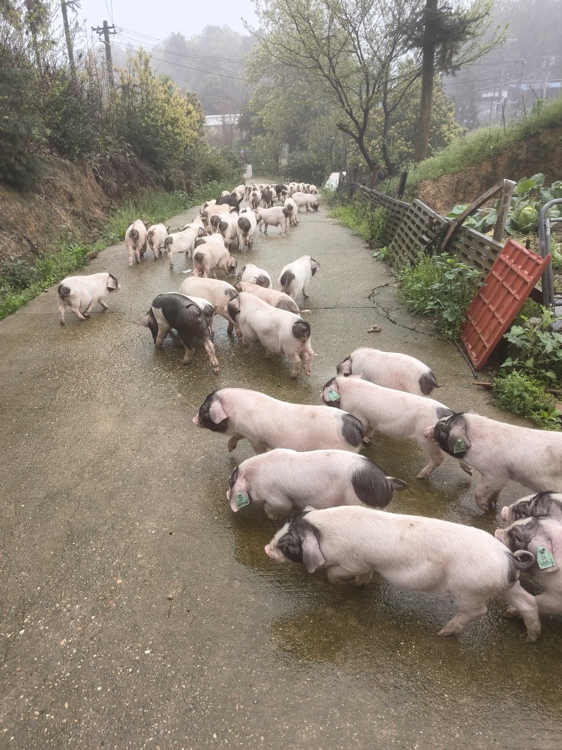 沙子岭黑猪仔湖南基地直供保证健康全国发货