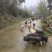 沙子岭黑猪仔湖南基地直供保证健康全国发货