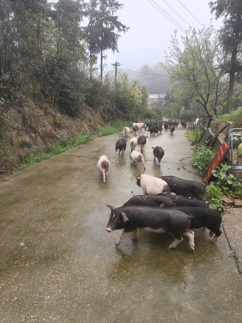 沙子岭黑猪仔湖南基地直供保证健康全国发货
