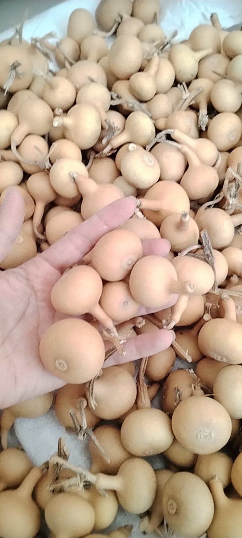 独把葫芦量大价格美丽