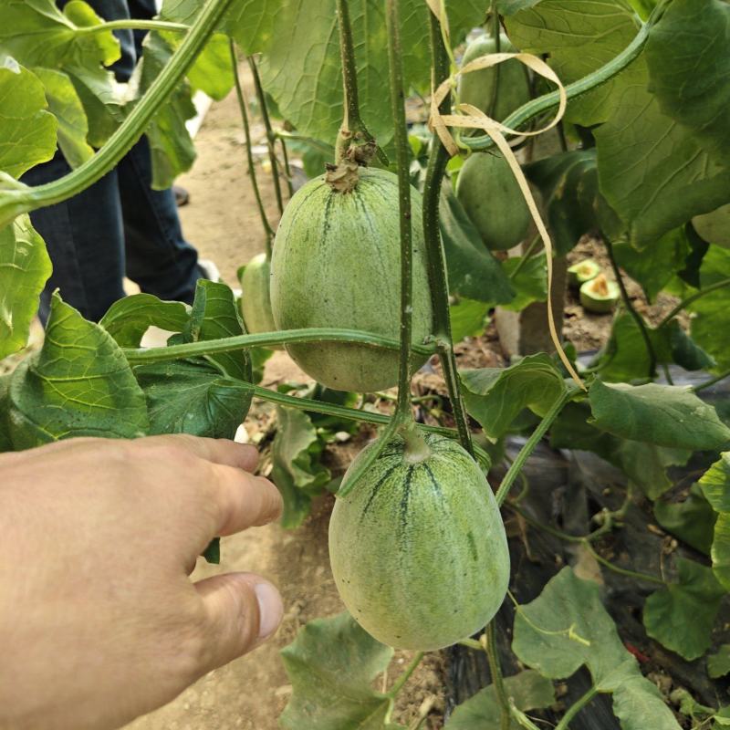 绿美人甜瓜天美519甜瓜产地量大糖度高表光好看棚定货