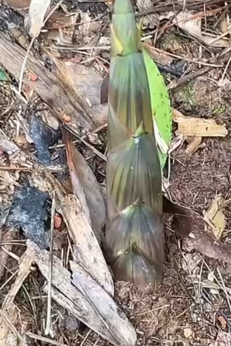 小竹笋