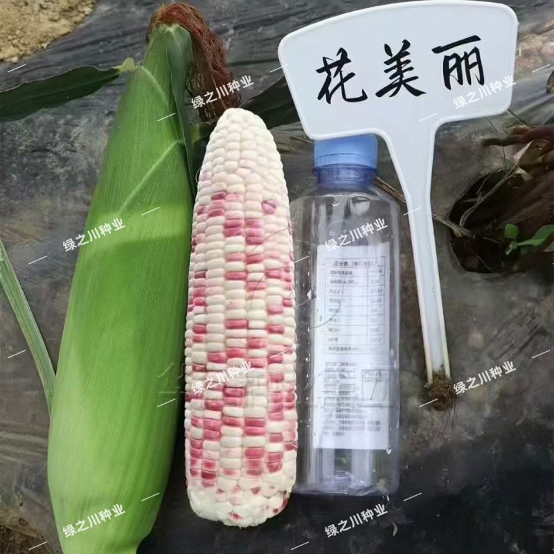 花美丽甜糯玉米种子甜粘拉丝大棒彩甜糯玉米种籽春秋香甜糯