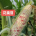 花美丽甜糯玉米种子甜粘拉丝大棒彩甜糯玉米种籽春秋香甜糯