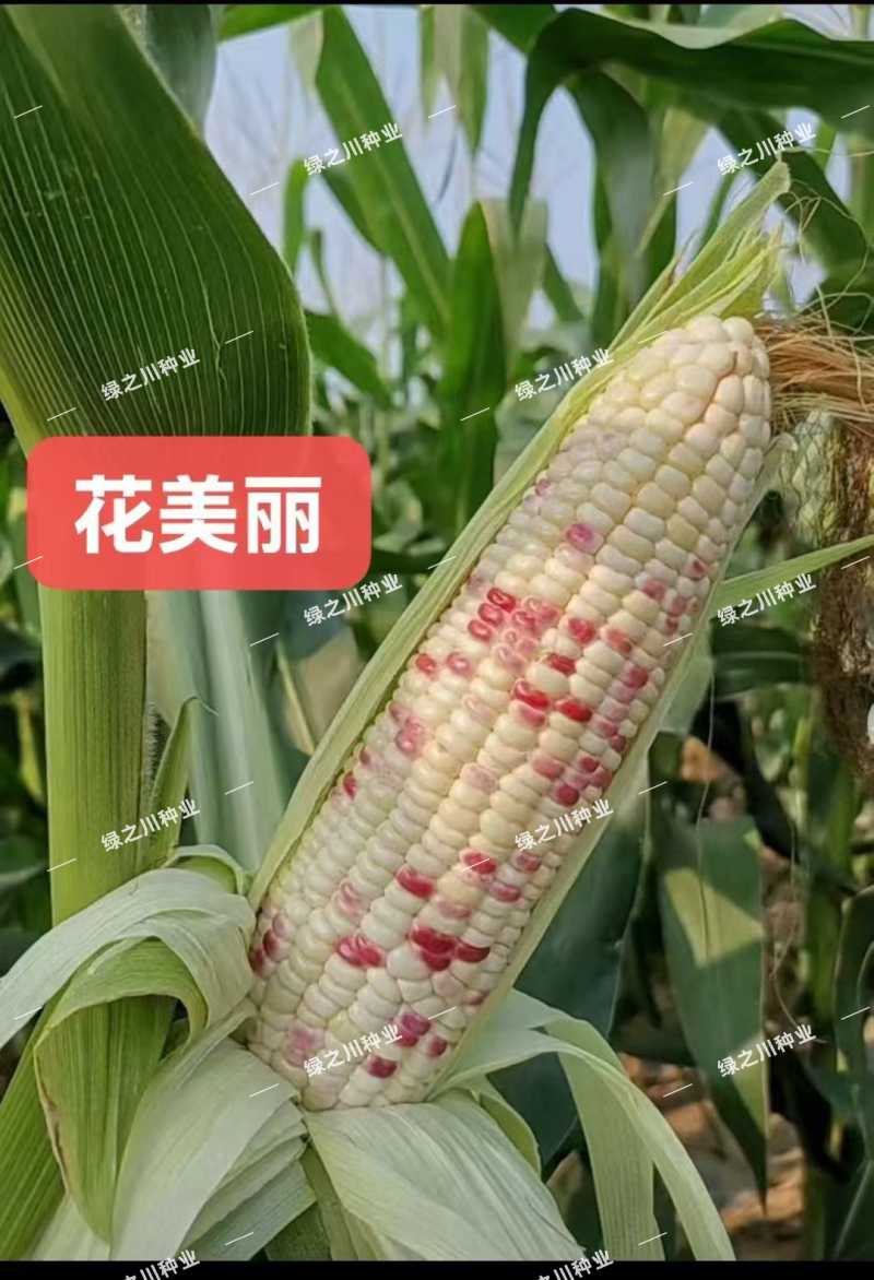 花美丽甜糯玉米种子甜粘拉丝大棒彩甜糯玉米种籽春秋香甜糯