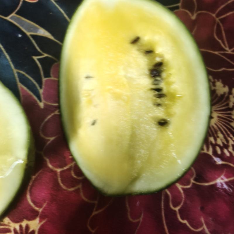黄肉西瓜熟了波
