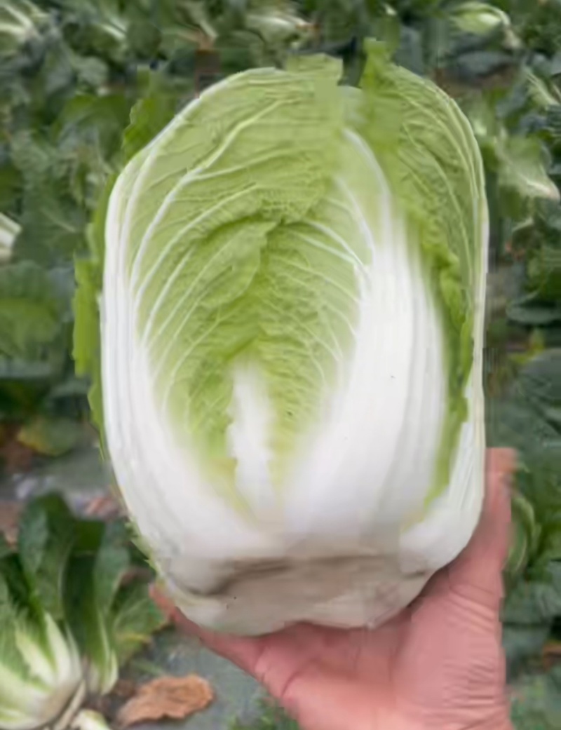 云南大白菜