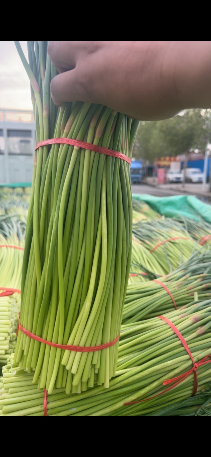 中牟红帽蒜薹