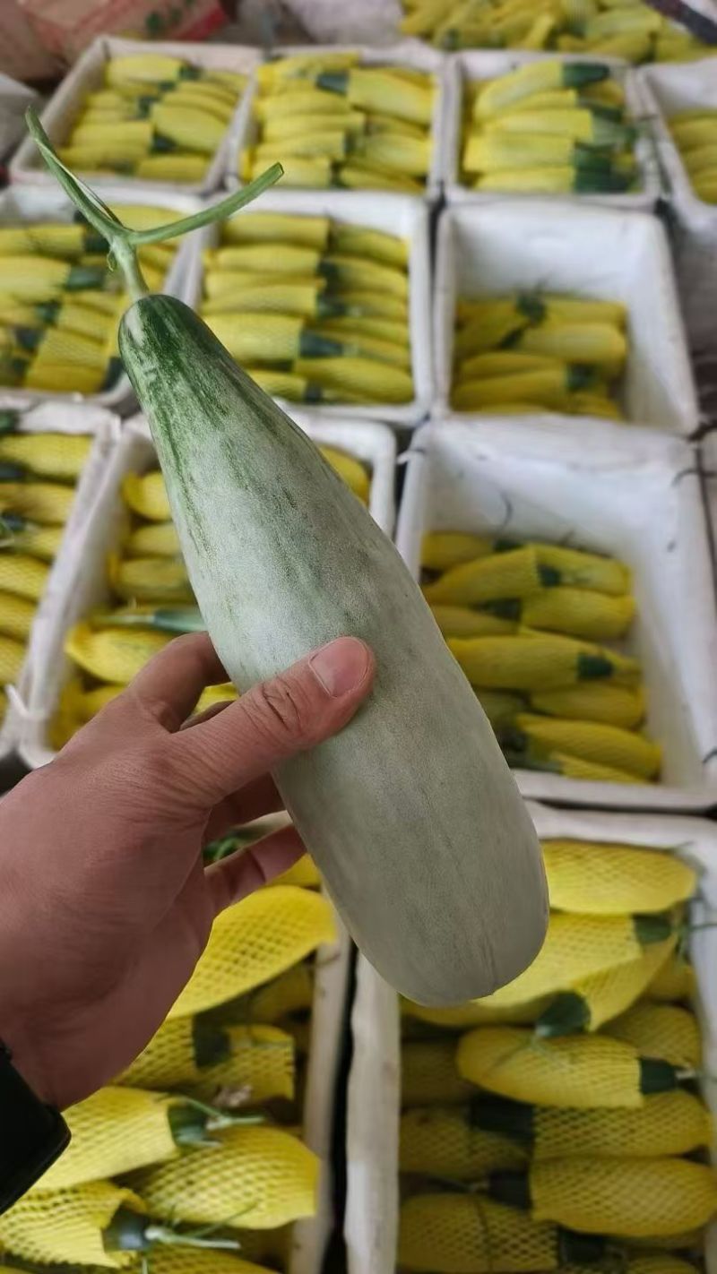 羊角蜜大量现货，对接全平台电商，价格低质量保证，一件代发