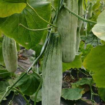 羊角蜜大量现货，对接全平台电商，价格低质量保证，一件代发