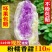 现挖冰淇淋红薯一点红番薯花心冰激凌板栗地瓜