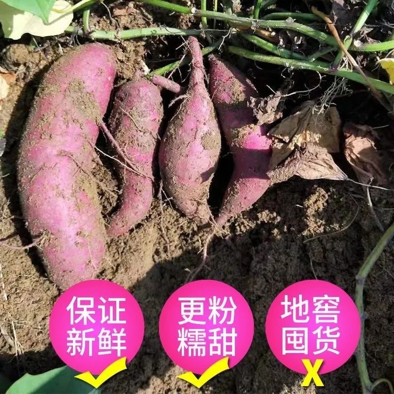 现挖冰淇淋红薯一点红番薯花心冰激凌板栗地瓜