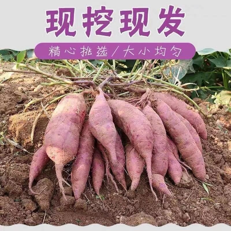 现挖冰淇淋红薯一点红番薯花心冰激凌板栗地瓜