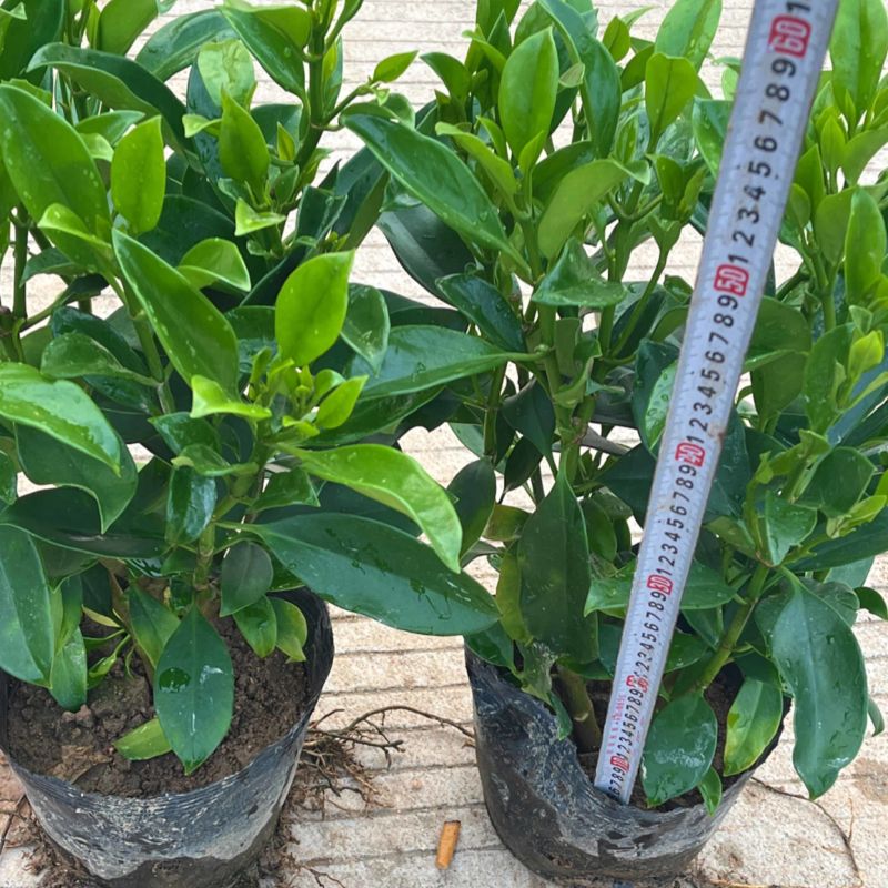 非洲茉莉/基地直供6块/棵