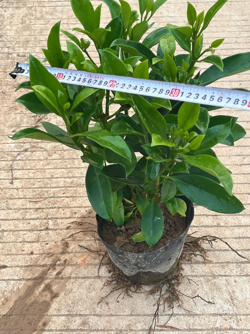 非洲茉莉/基地直供6块/棵