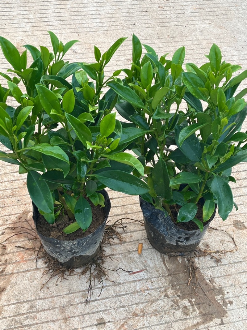 非洲茉莉/基地直供6块/棵