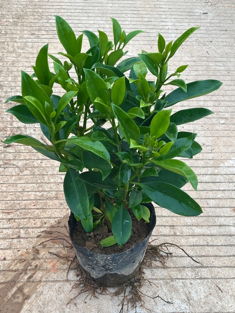 非洲茉莉/基地直供6块/棵