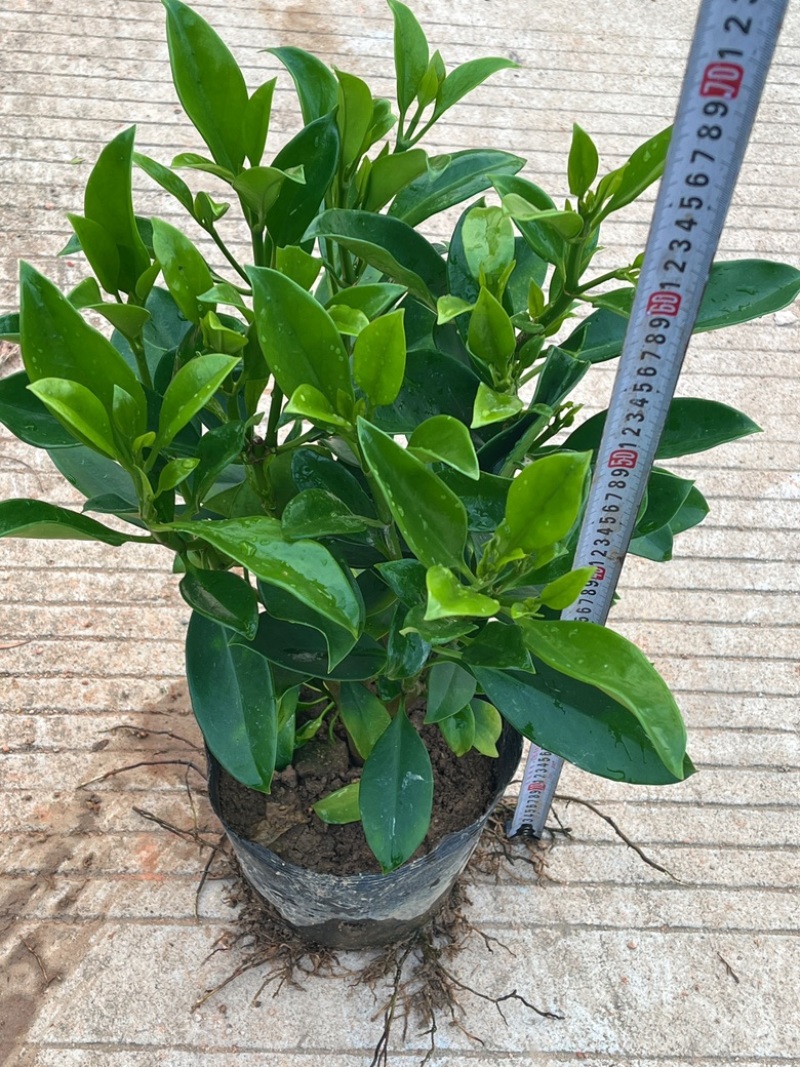 非洲茉莉/基地直供6块/棵
