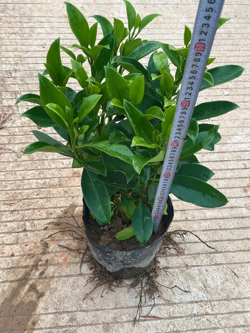 非洲茉莉/基地直供6块/棵